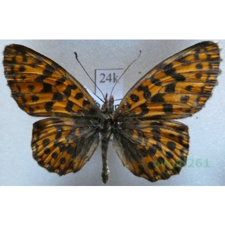 Boloria dia (Linnaeus, 1767) Dostojka dia France24k